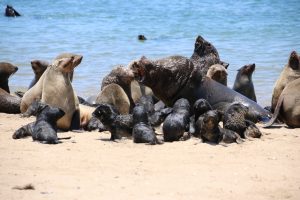 Cape fur seals