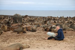 Cape fur seal