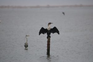 Cormorant