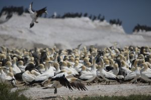 Cape Gannets