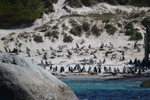 Cape Penguins