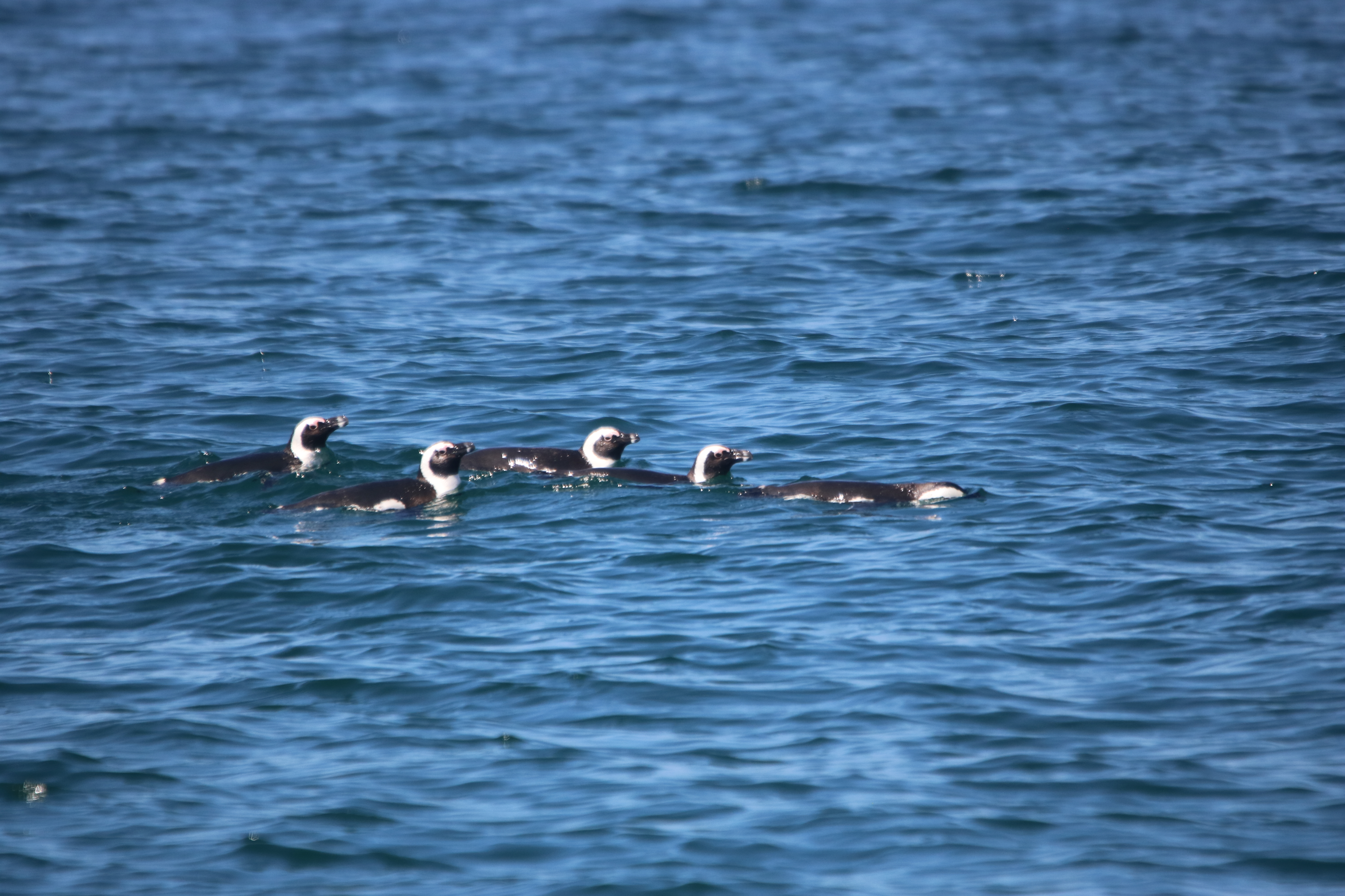 Cape Penguins at sea